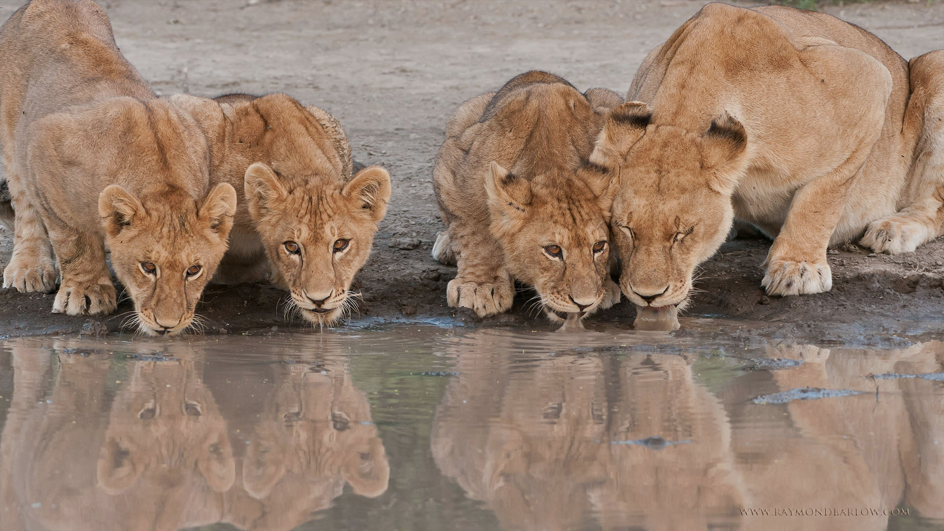 Tanzania safari